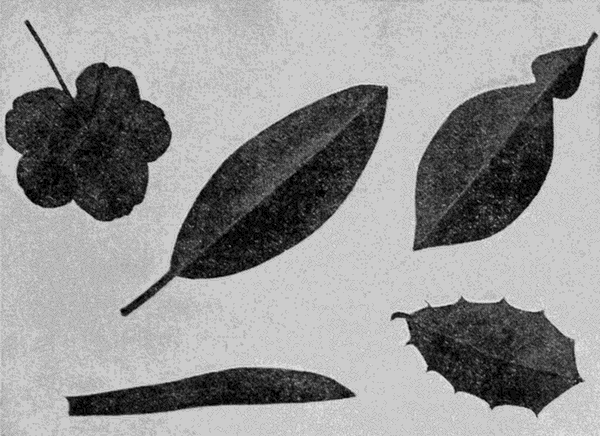 five different leaves