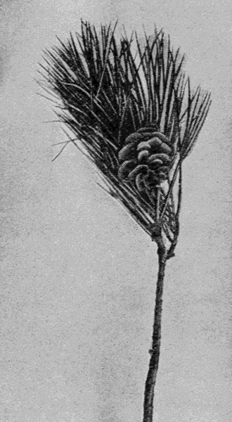 twig with pinecone and needles