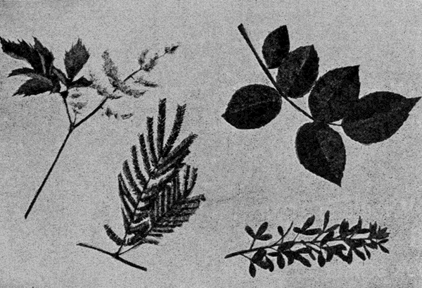 various leaves