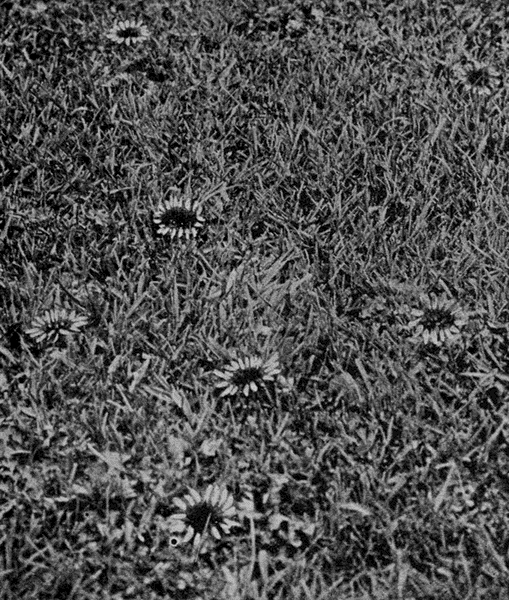 low dandelions blooming