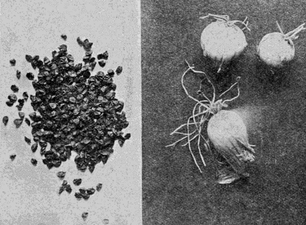 seed and sets of an onion