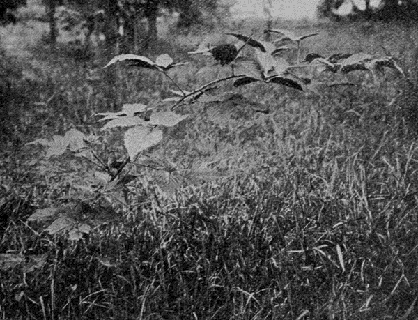 black raspberry vine