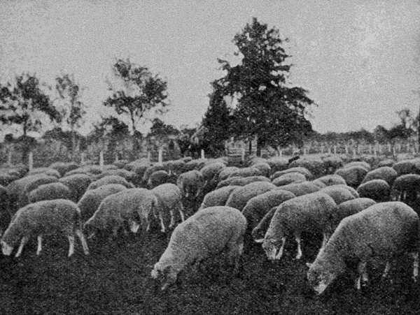 grazing sheep