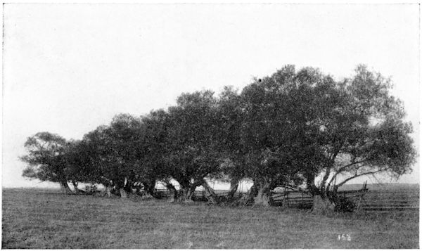 acadian willow-trees