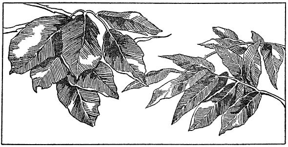 Leaves