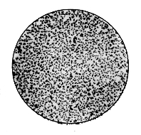 Nitrogen Fixing Organism from Secretion of Root-Nodules