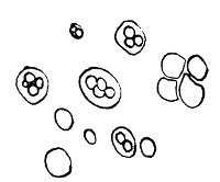 Ascospore Formation