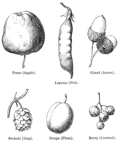 Pome (Apple). Gland (Acorn). Legume (Pea). Stobule (Hop). Drupe (Plum). Berry (Currant).