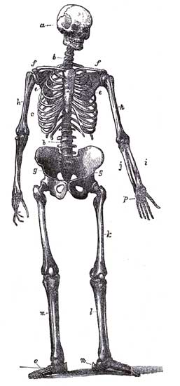 THE HUMAN SKELETON