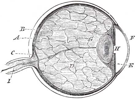 SECTION OF HUMAN EYE