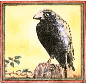 crow