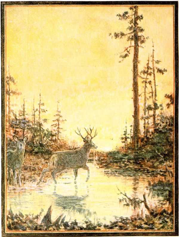 deer in forest