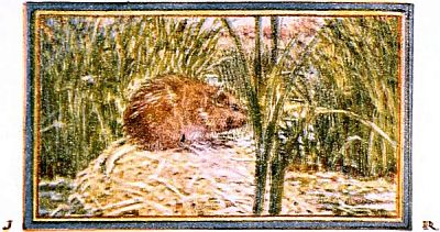 muskrat