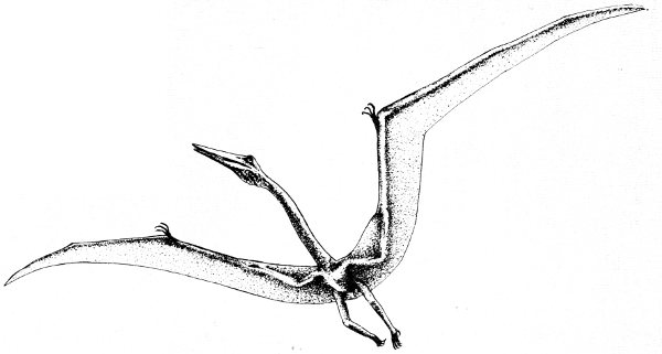 Pterosaur