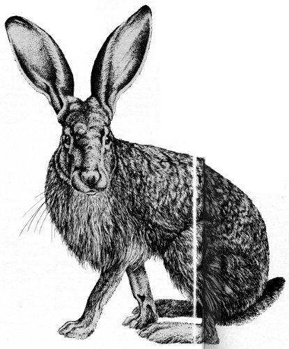 Jackrabbit