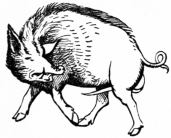 Image not available: THE WHITE BOAR.  (Badge of Richard III.)