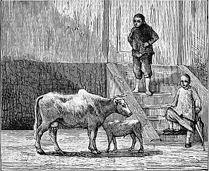 man and boy looking at cow and calf