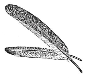 Feather