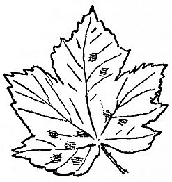 leaf