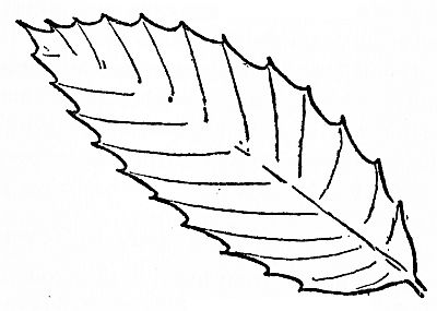 leaf