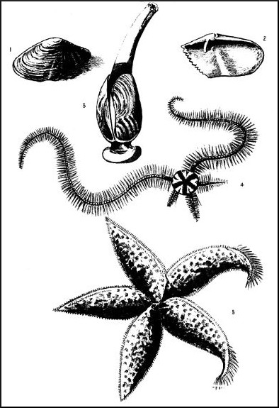 Pholas Shell, Pholas crispata, Common Brittle Star, Common Cross-fish