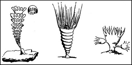 MEDUSÆ IN VARIOUS STAGES OF DEVELOPMENT.