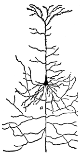 Fig. 2—Pyramidal Cell Body.  a, Nerve fiber with collaterals.