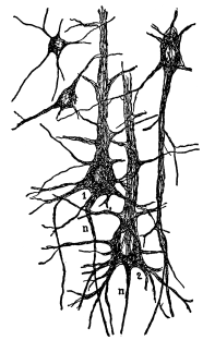 Fig. 4.—Various Types of Cell Bodies.  1 and 2, Giant pyramidal cell bodies; n, nerve fiber.