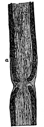 Fig. 5.—Longitudinal Section of a Nerve Fiber with Stained Fibrils.  a, Medullated sheath.