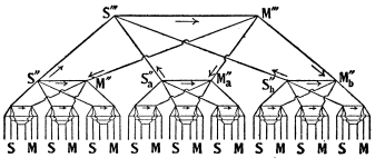 Fig. 9.—Diagram of Nervous Architecture: Higher Nerve Centers connected by a Still Higher Center.