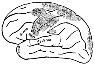 Fig. 13.—Localization of Peripheral Functions in the Cerebral Cortex.