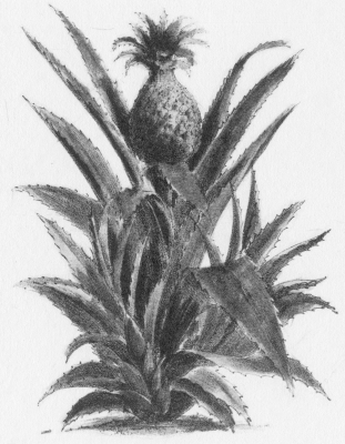 Image unavailable: Bromelia Ananas.  PINE APPLE  Lith. of F. Michelin 111 Nassau St. N.Y.