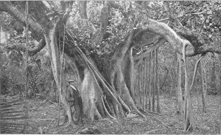 Banyan Tree