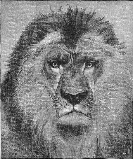 Lion's face