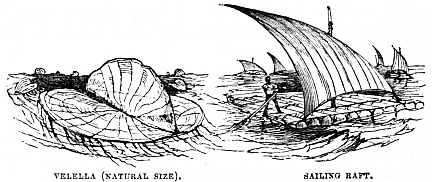 Image unavailable: VELELLA (NATURAL SIZE). SAILING RAFT.