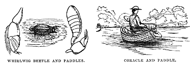 Image unavailable: WHIRLWIG BEETLE AND PADDLES. CORACLE AND PADDLE.