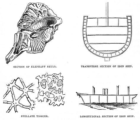 Image unavailable: SECTION OF ELEPHANT SKULL.     TRANSVERSE SECTION OF IRON SHIP. STELLATE TISSUES.              LONGITUDINAL SECTION OF IRON SHIP.