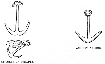 Image unavailable: SPICULES OF SYNAPTA. ANCIENT ANCHOR.