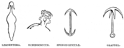 Image unavailable: LERNENTOMA. ECHINOCOCCUS. SPONGE-SPICULE. GRAPNEL.