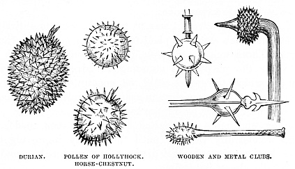 Image unavailable: DURIAN. POLLEN OF HOLLYHOCK. HORSE-CHESTNUT. WOODEN AND METAL CLUBS.