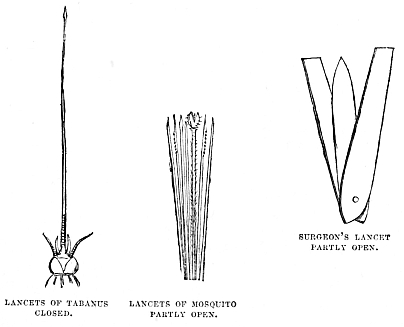 Image unavailable: LANCETS OF TABANUS CLOSED. LANCETS OF MOSQUITO PARTLY OPEN. SURGEON’S LANCET PARTLY OPEN.