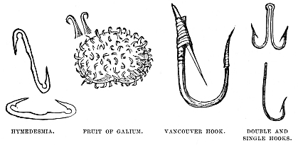 Image unavailable: HYMEDESMIA.      FRUIT OF GALIUM.      VANCOUVER HOOK.      DOUBLE AND SINGLE HOOKS.