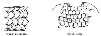 Image unavailable: SCALES OF MANIS. SCALE-MAIL.