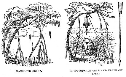 Image unavailable: MANGROVE SEEDS. HIPPOPOTAMUS TRAP AND ELEPHANT SPEAR.