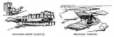 Image unavailable: Galleria-Moth (Larva). Military Trench.