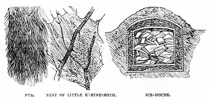 Image unavailable: FUR. NEST OF LITTLE ERMINE-MOTH. ICE-HOUSE.