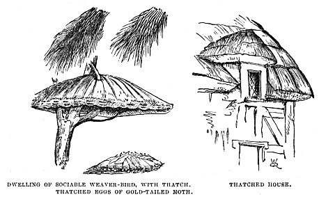 Image unavailable: DWELLING OF SOCIABLE WEAVER-BIRD, WITH THATCH. THATCHED EGGS OF GOLD-TAILED MOTH. THATCHED HOUSE.