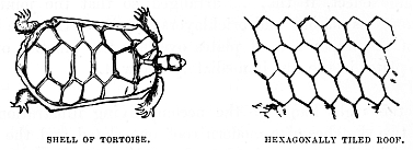 Image unavailable: SHELL OF TORTOISE. HEXAGONALLY TILED ROOF.