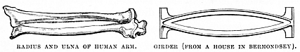 Image unavailable: RADIUS AND ULNA OF HUMAN ARM. GIRDER (FROM A HOUSE IN BERMONDSEY).