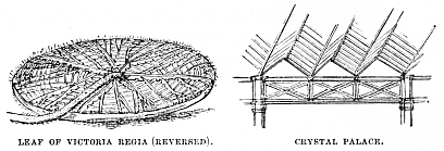 Image unavailable: LEAF OF VICTORIA REGIA (REVERSED). CRYSTAL PALACE.